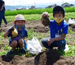 大きなジャガイモを収穫する子どもたち
