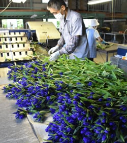 選花作業をすすめる集荷所従業員