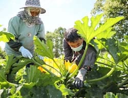 先輩農家に教わりながら収穫体験を行った「栽培視察会」