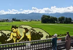 北アルプスと屋敷林をバックに見頃を迎えている田んぼアート