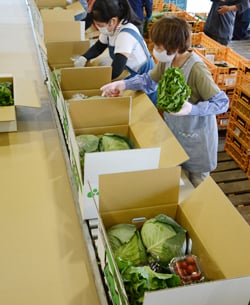 新鮮な野菜を箱へつめた（6日　朝日村で）