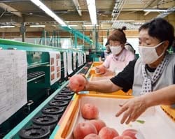 桃の傷や色、形をチェックする選果員