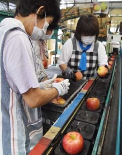 選果作業を行うセンター従業員