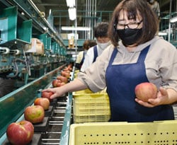 傷の有無や色づきを確かめ選果機に流す選果員ら