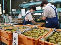 新鮮な「幸水」を選果するスタッフ