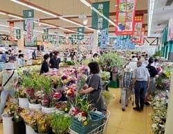 盆花を買い求める来店客