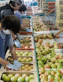 トマトの選果をする作業員