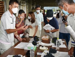生産者同士でサンプル品の糖度や粒の大きさを確認した