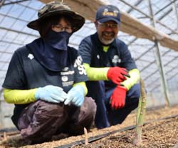 上原農園のアスパラガス順調／今年は「御柱あすぱら」で祭り盛り上げる