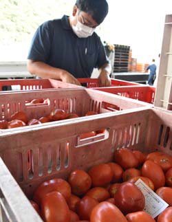 出荷されたトマトの品質を確認する営農技術員
