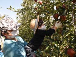 リンゴ収穫を通じて地域交流を