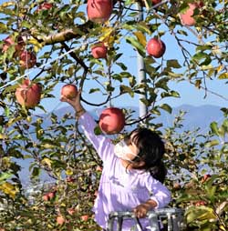 塩田東山観光農園　鎌倉市からリンゴオーナー収穫体験