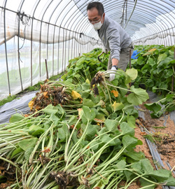 畑に植えて育てる陸（おか）ワサビ初収穫 生産者7戸増 栽培面積42