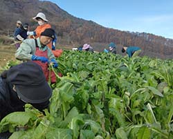 野沢菜を収穫する参加者