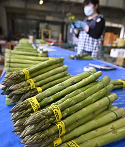 信州産　アスパラガス　3kg 極太銀山アスパラガス1kg(2Lサイズ)＜春出荷＞