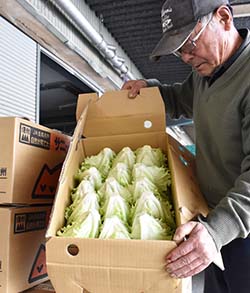サニーレタスさん専用！！ 歯応えバツグン サニーレタスさん 自家採種 1kg 5〜8株入り 【栽培
