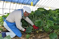 畑で育てる陸（おか）ワサビ収穫期 収穫量30トンを見込む | 県内JAの