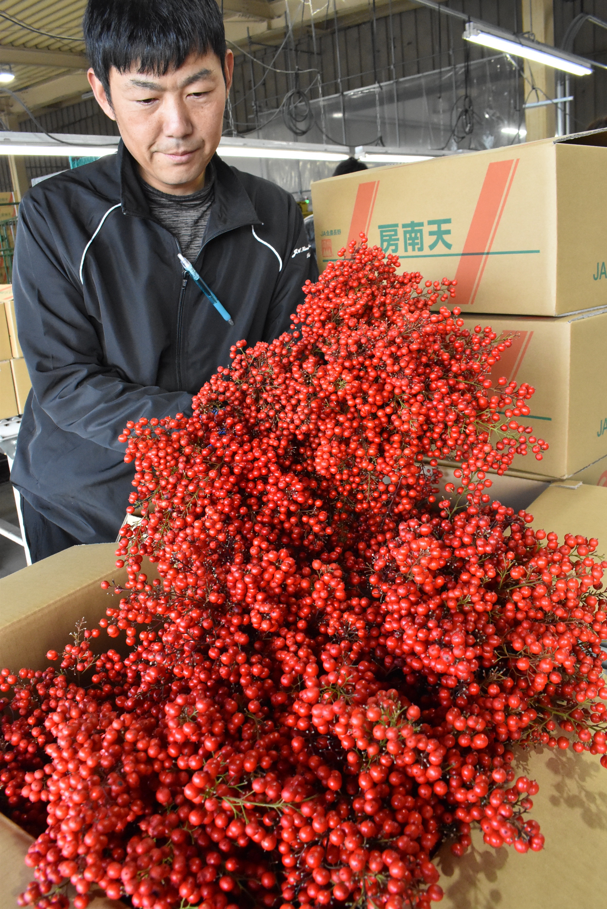 正月商材「南天」出荷最盛期 | 県内JAの話題 | JA長野県グループ「農