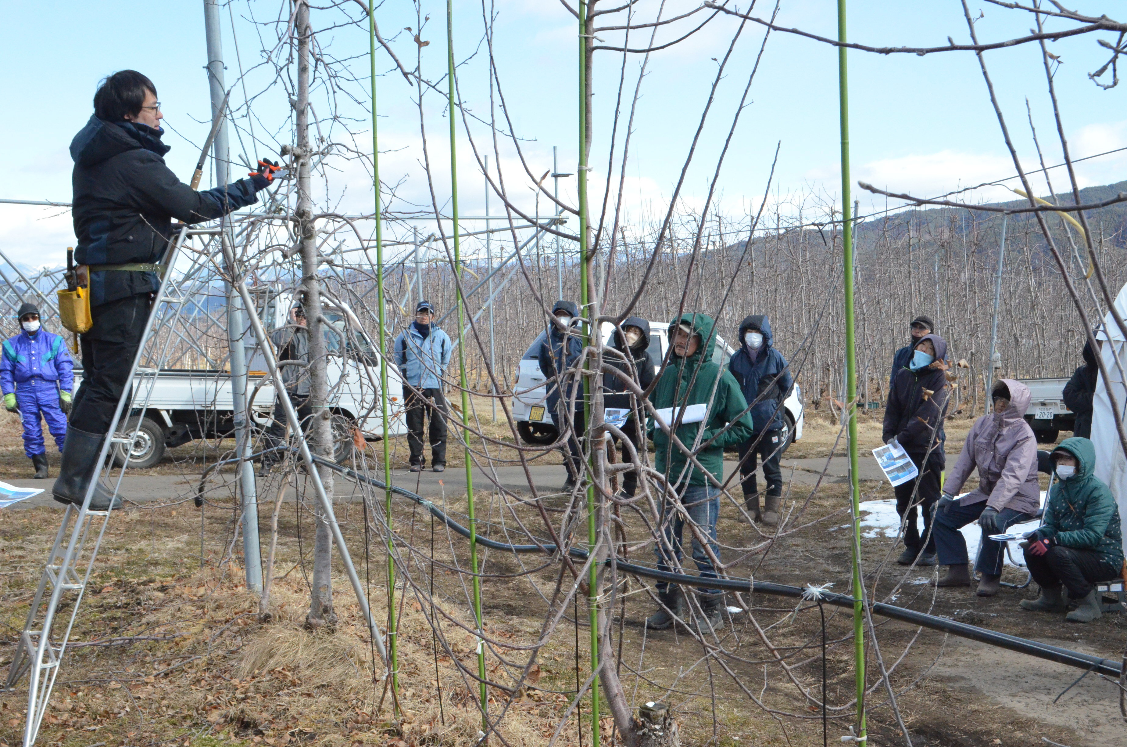 りんご高密植栽培剪定指導会 高密植栽培用の剪定を実演 | 県内JAの話題 | JA長野県グループ「農」のポータルサイト いいJAん!信州