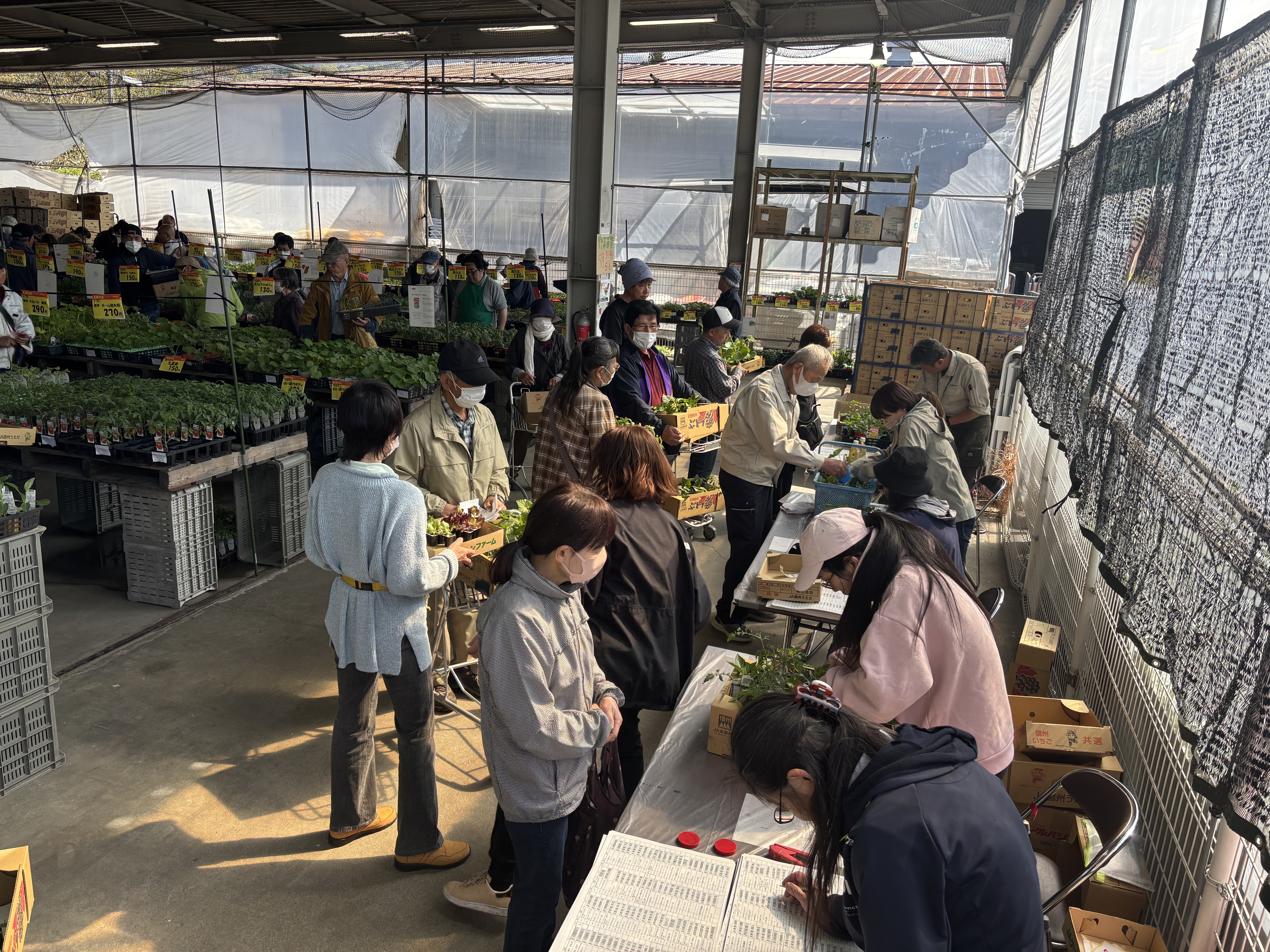 管内各地で野菜苗市が盛況