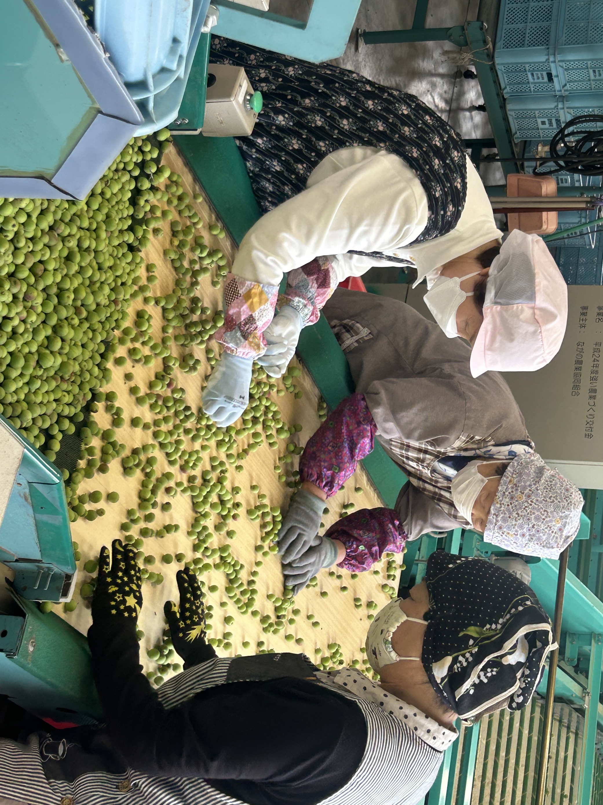 特産小梅出荷、75トン見込む | 県内JAの話題 | JA長野県グループ「農