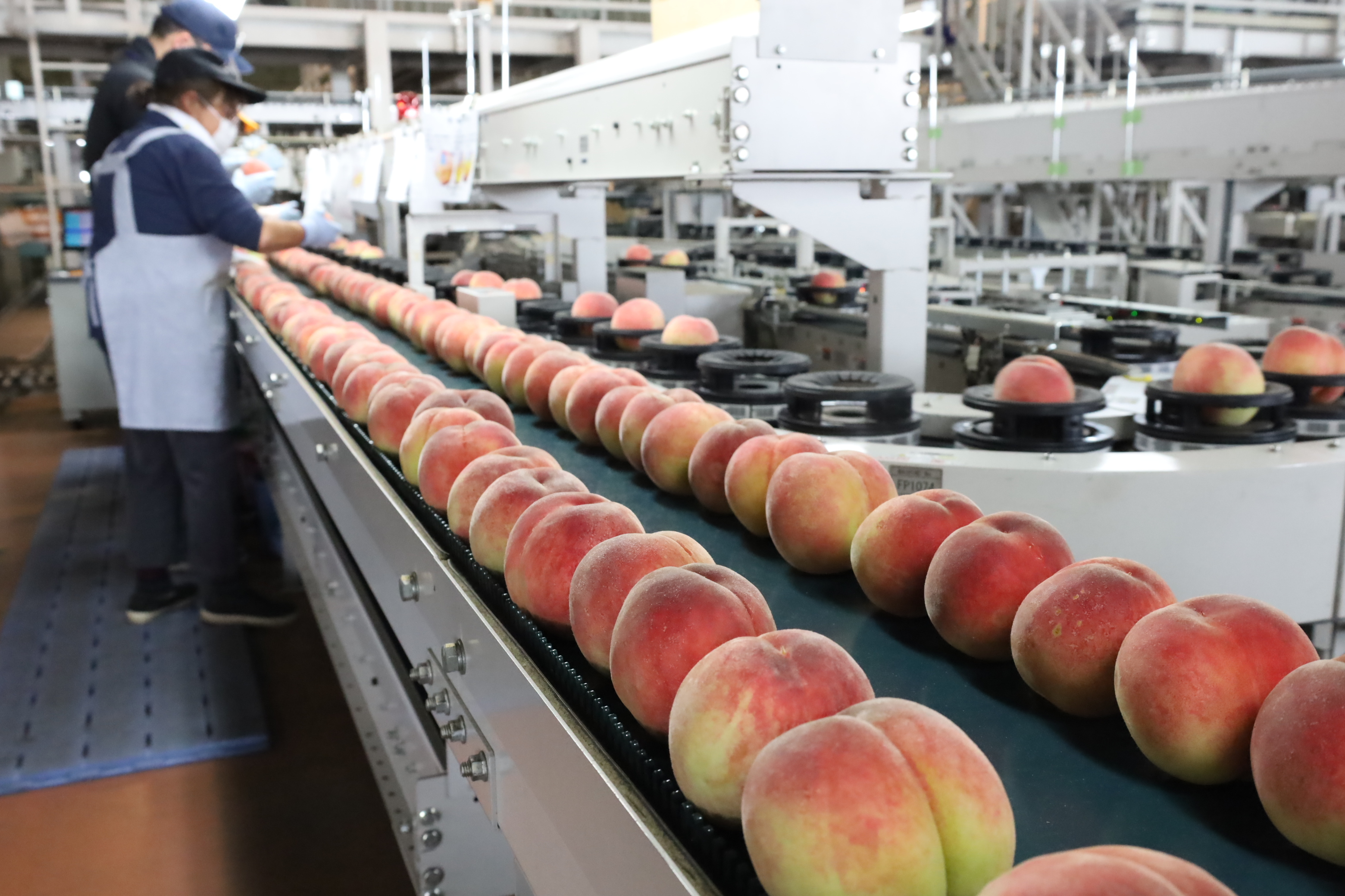 早生桃出荷スタート １０年に一度の高糖度 | 県内JAの話題 | JA長野県グループ「農」のポータルサイト いいJAん!信州