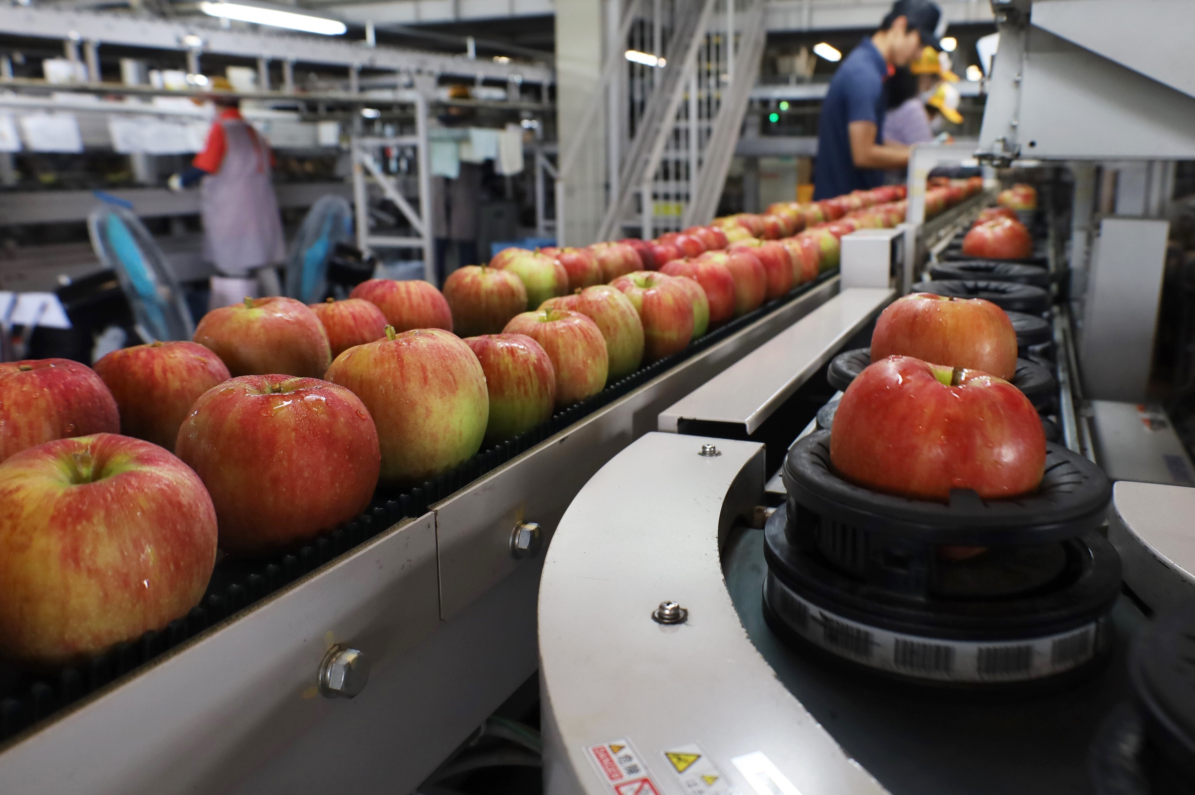 夏のリンゴ「サンつがる」出荷開始 | 県内JAの話題 | JA長野県グループ
