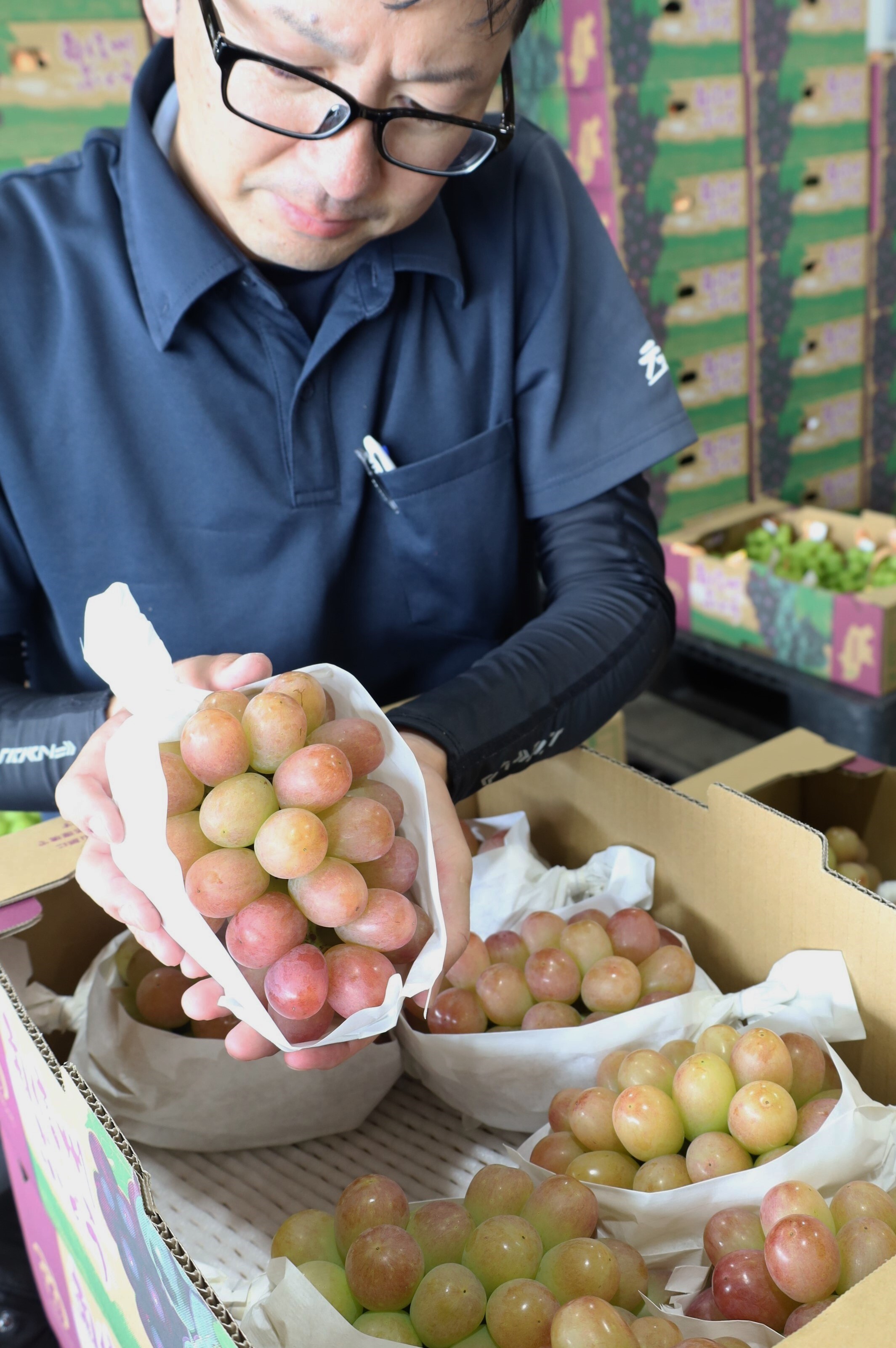 ぶどうJA独自出荷規格「パールブロン」出荷開始、着色不良も味は 