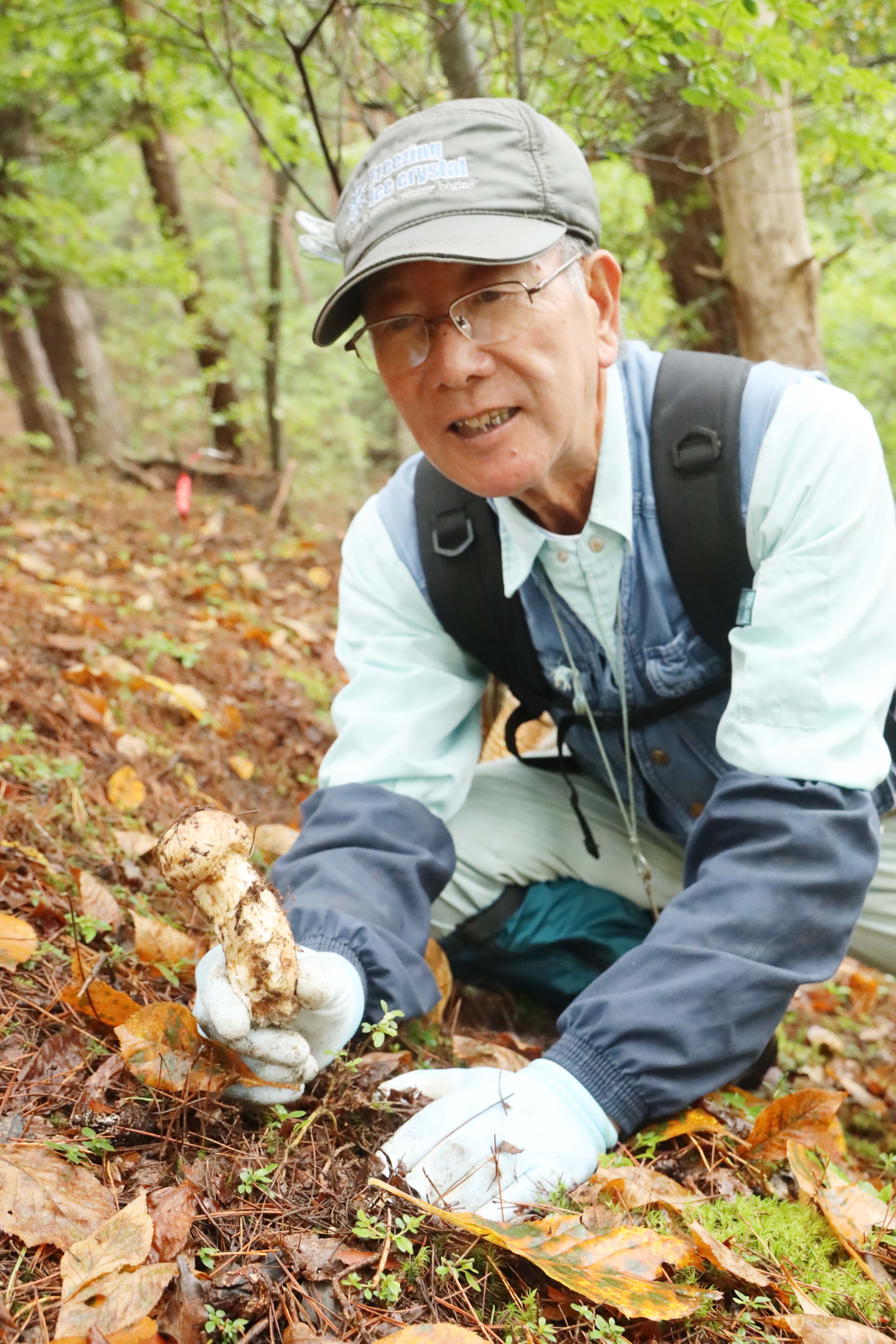 管内でマツタケ収穫本格化 〝秋の味覚〟を地域にお届け | 県内JAの話題