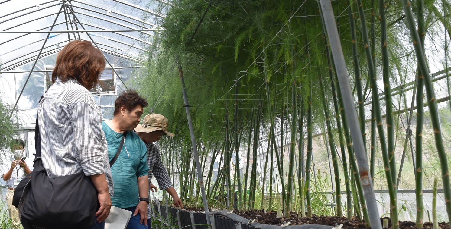 アスパラガスの施設栽培を見学