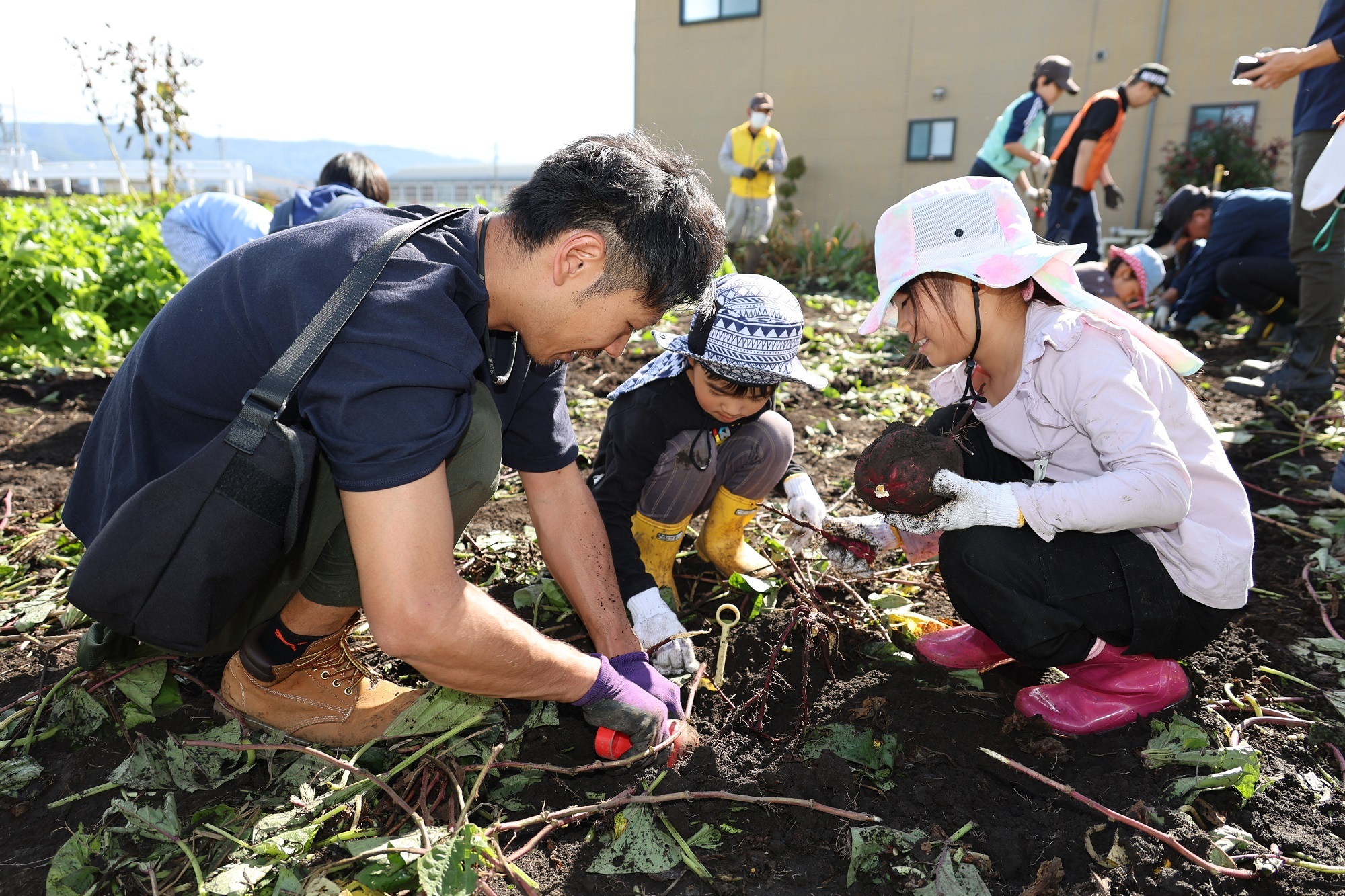 親子でサツマイモを収穫