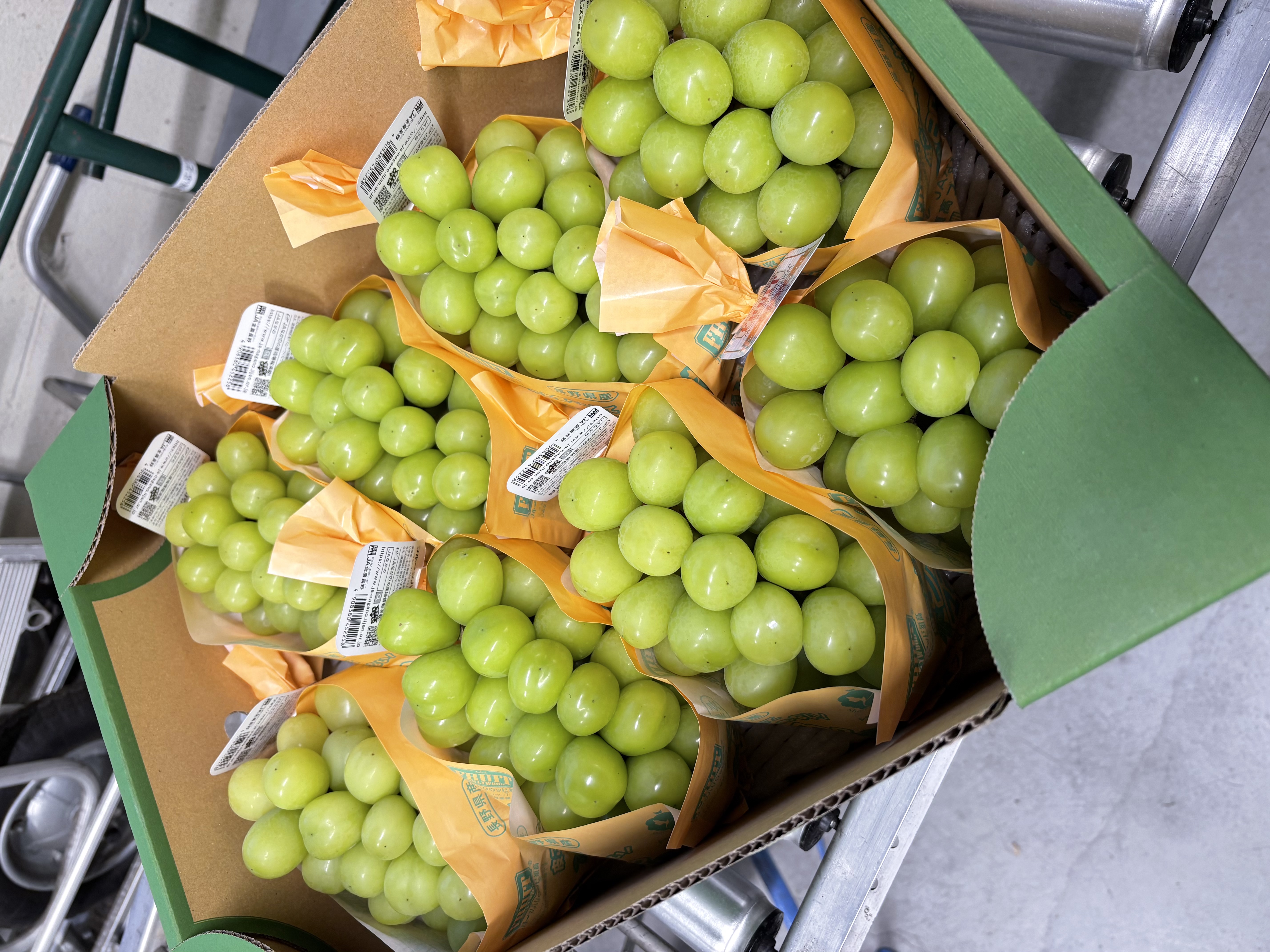 クリスマスや年末年始に/冷蔵シャインマスカット出荷開始 | 県内JAの