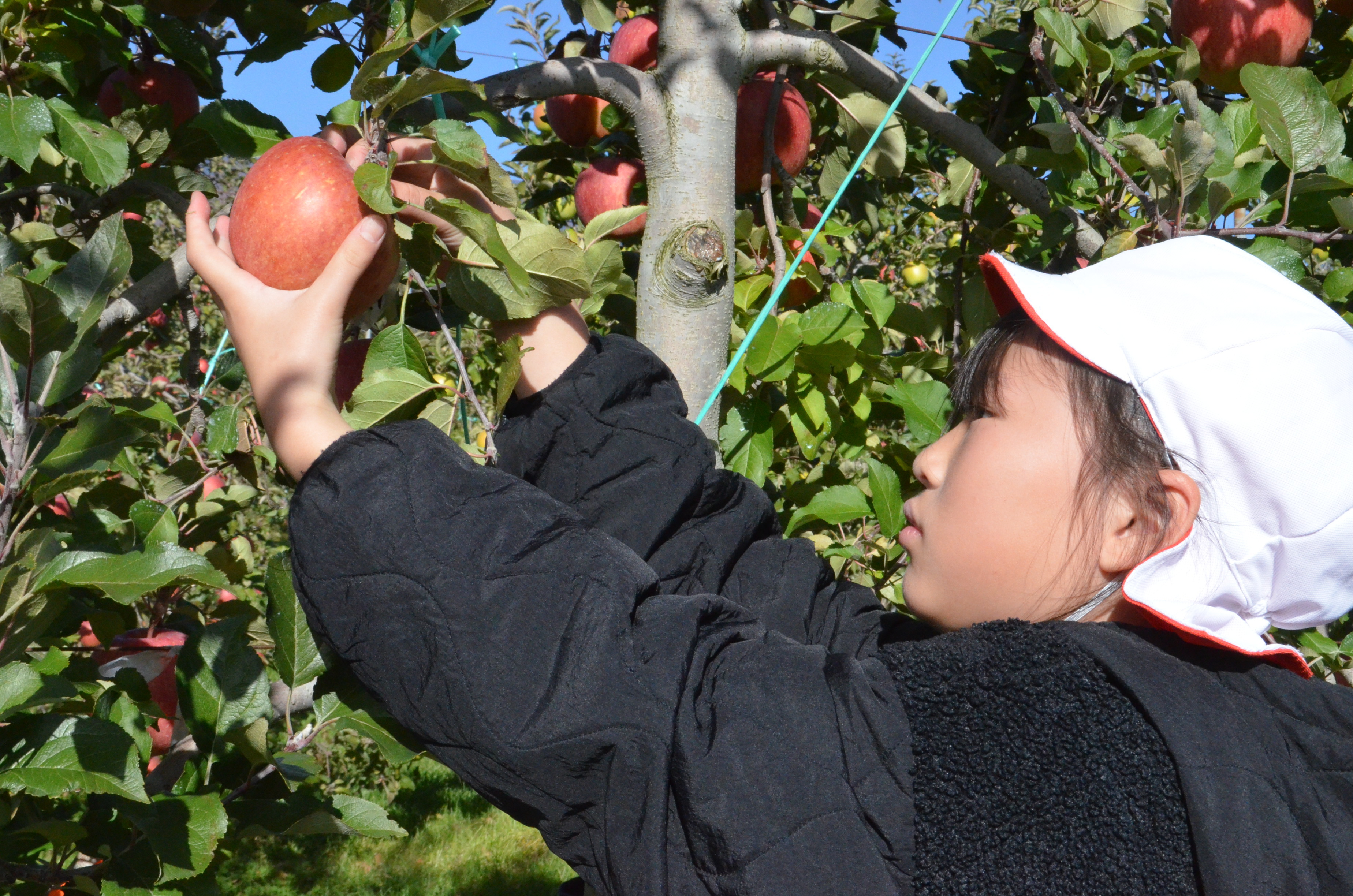 「ふじ」を収穫する児童