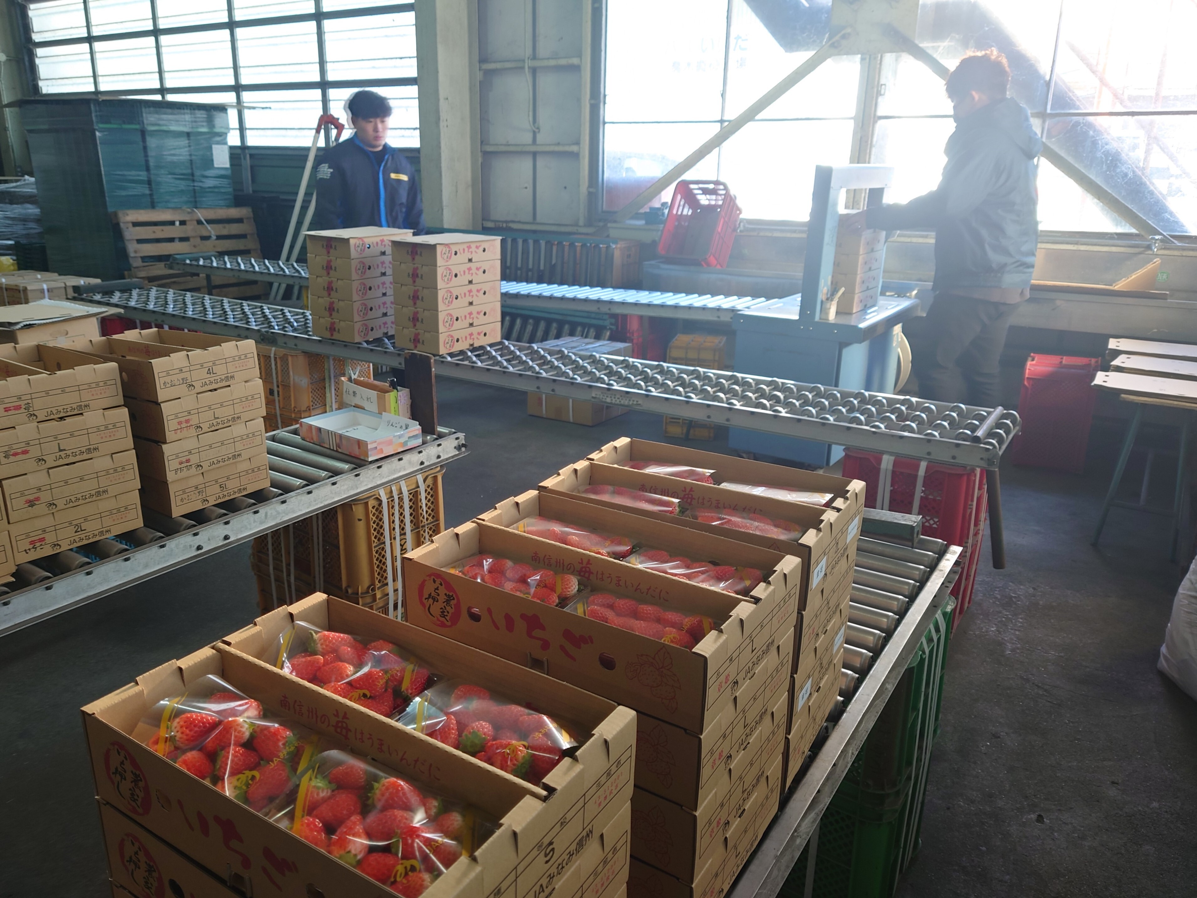 元旦にいちごの受け入れ | 県内JAの話題 | JA長野県グループ「農」の
