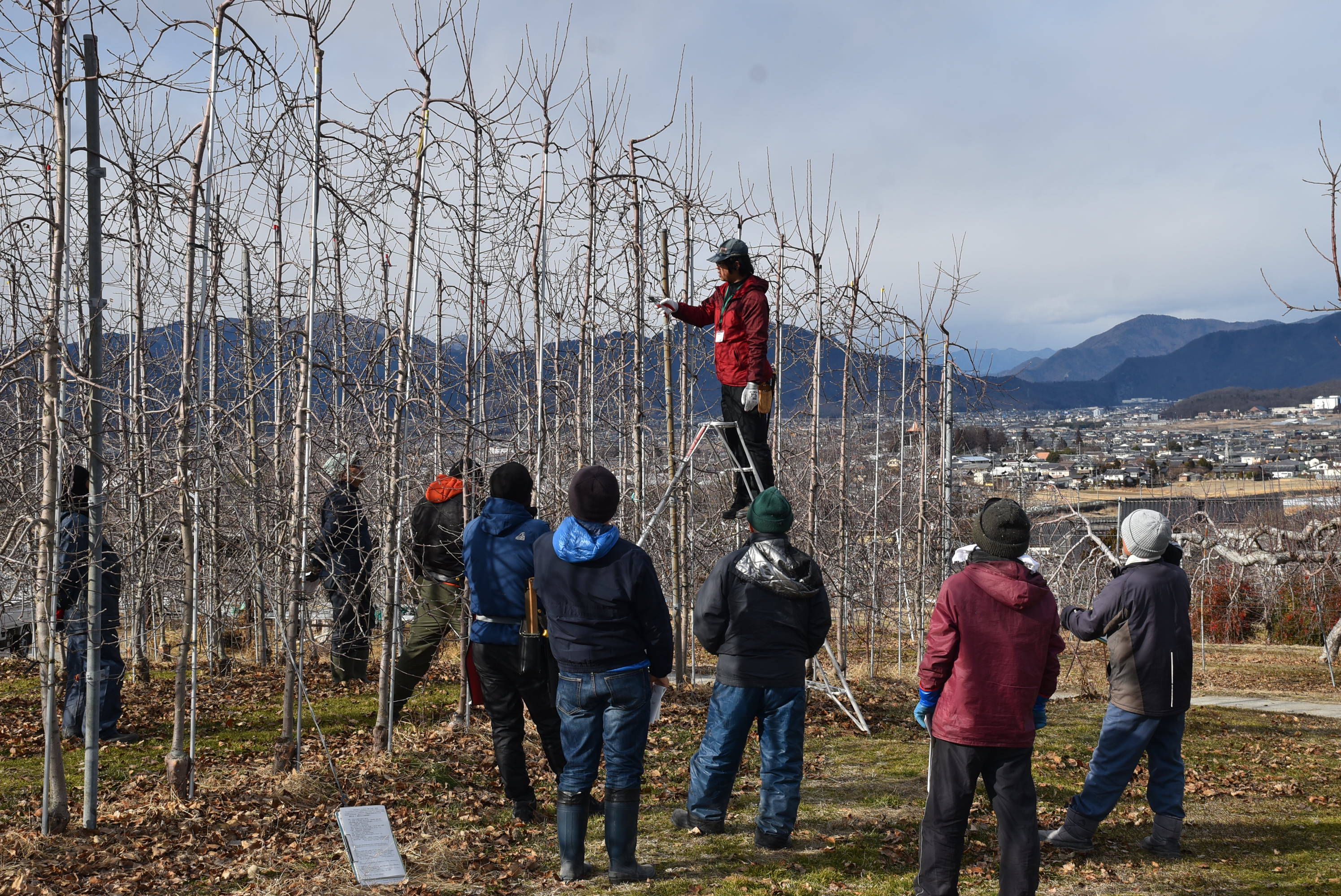 実地で剪定講習を行う様子