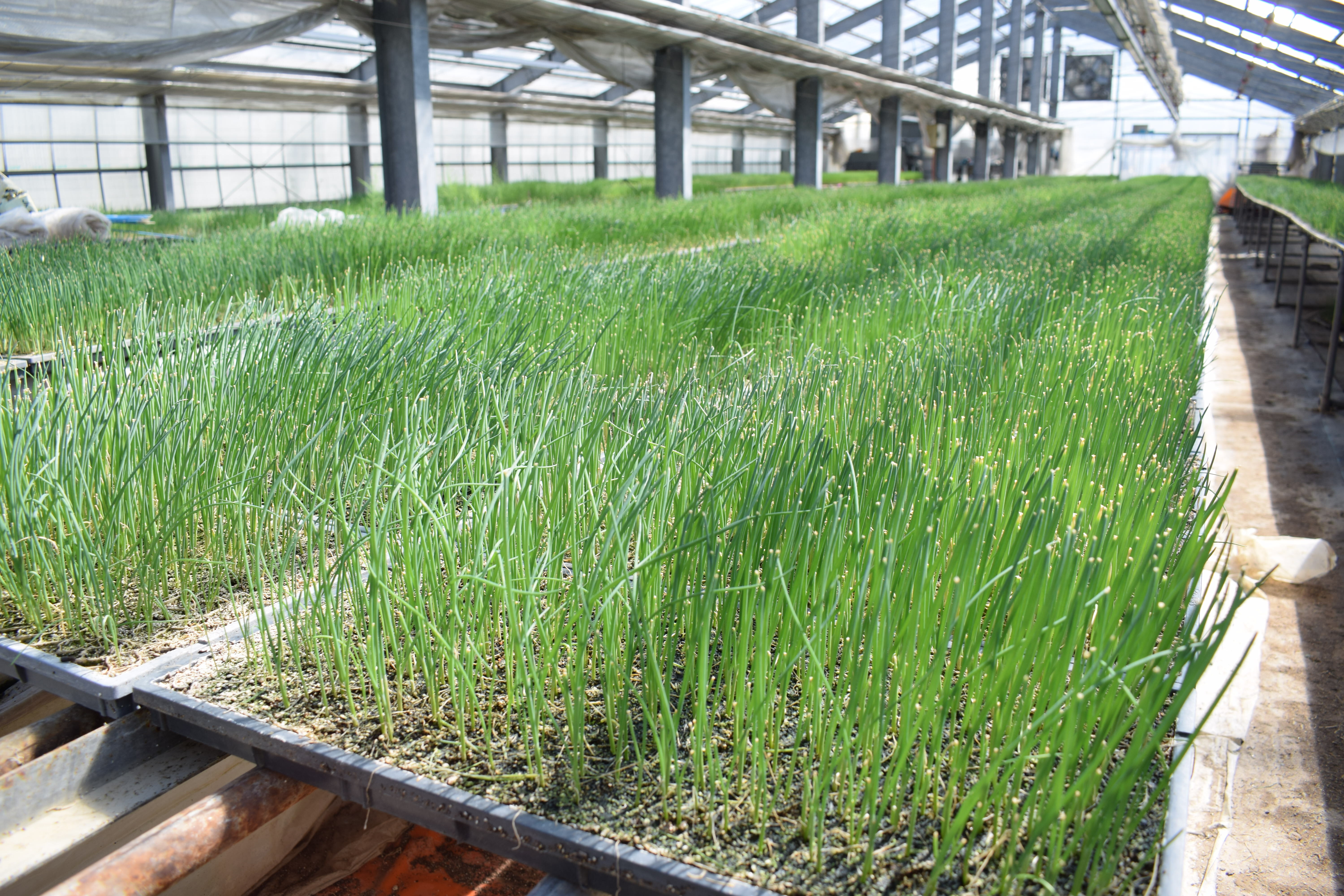 白ねぎの里構築へ」 過去5年最多150万本供給で野菜生産振興図る