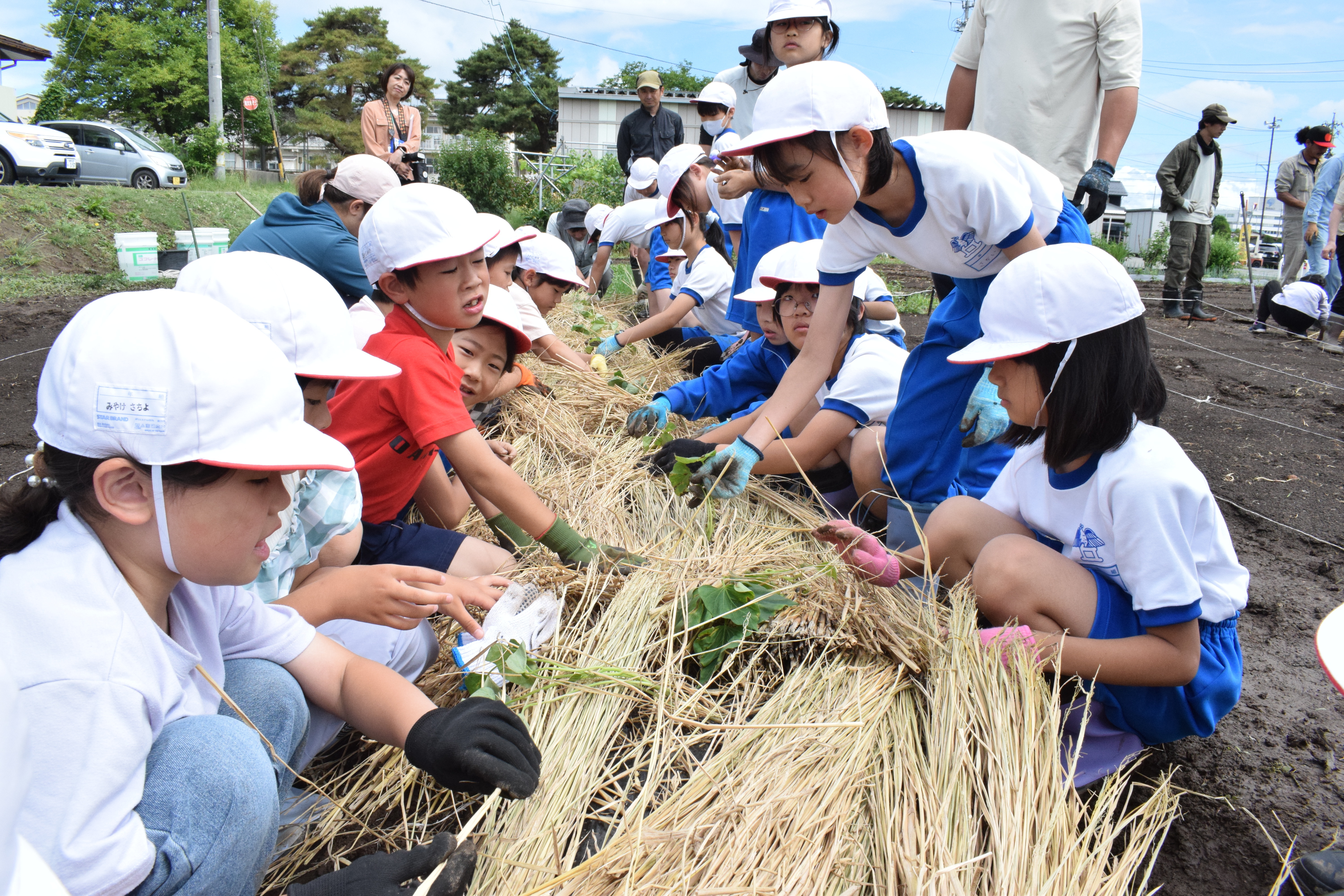 サツマイモの植え付けをする子どもたち