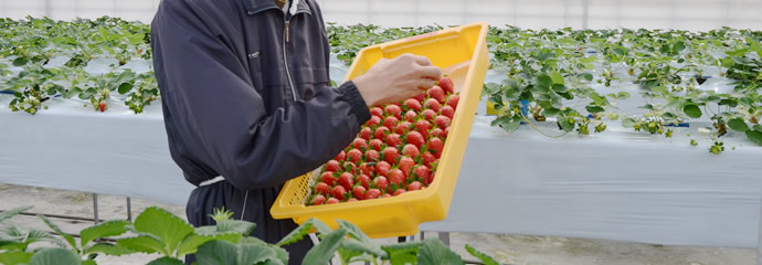 strawberry_main-Oct-15-2021-12-43-40-89-AM