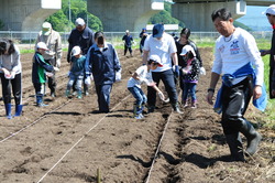 「児童と大豆定植」の画像