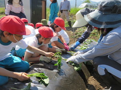 「児童へ食農教育、初回は芋苗植え」の画像