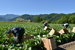 「「御嶽はくさい」食感良く甘く　収穫スタート」の画像