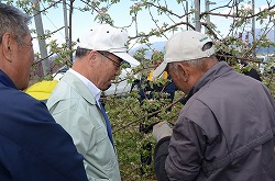 「凍霜害を現地調査」の画像