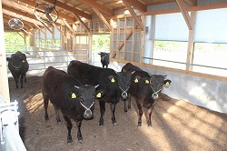 「農家の労力肩代わり−和牛出産引き受け」の画像