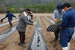 「代替でトマト定植、多品目化で適正量に」の画像