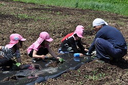 「子どもの農業体験応援−カボチャ苗、園児と植える」の画像
