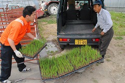 「生産者に苗配布、特産化へ拡大促す」の画像