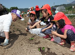 「サツマイモ苗、園児と定植」の画像