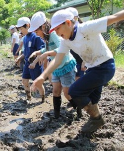 「代かき指導、児童ら足踏み」の画像