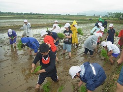 「水田の生き物、じかに触れる」の画像