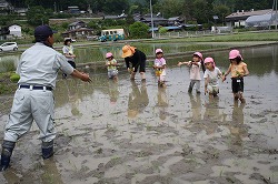 「コシヒカリ、園児が田植え」の画像